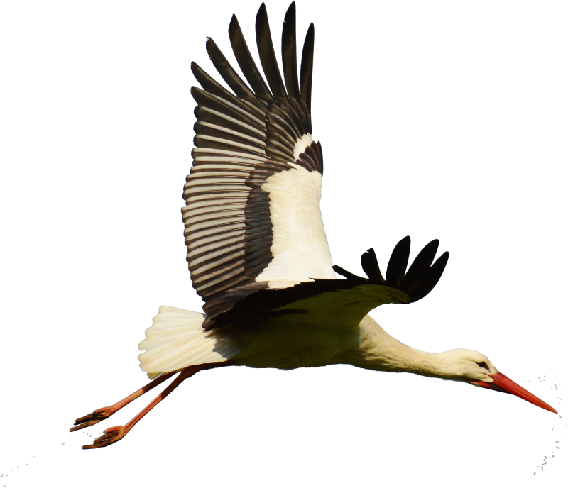 Аист на прозрачном фоне