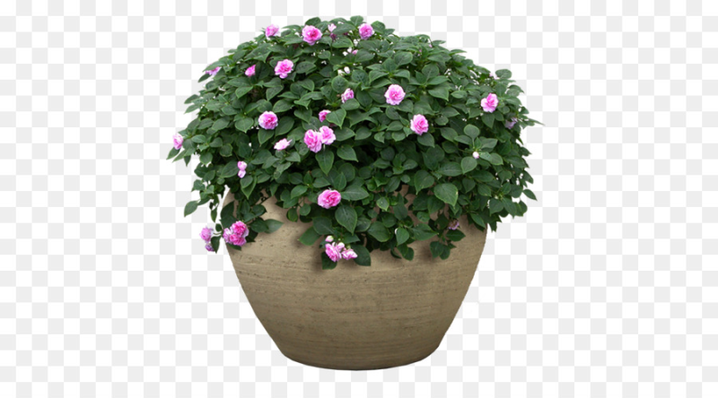 Куст в горшке