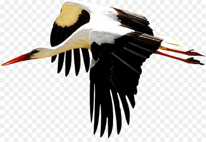 Аист на прозрачном фоне
