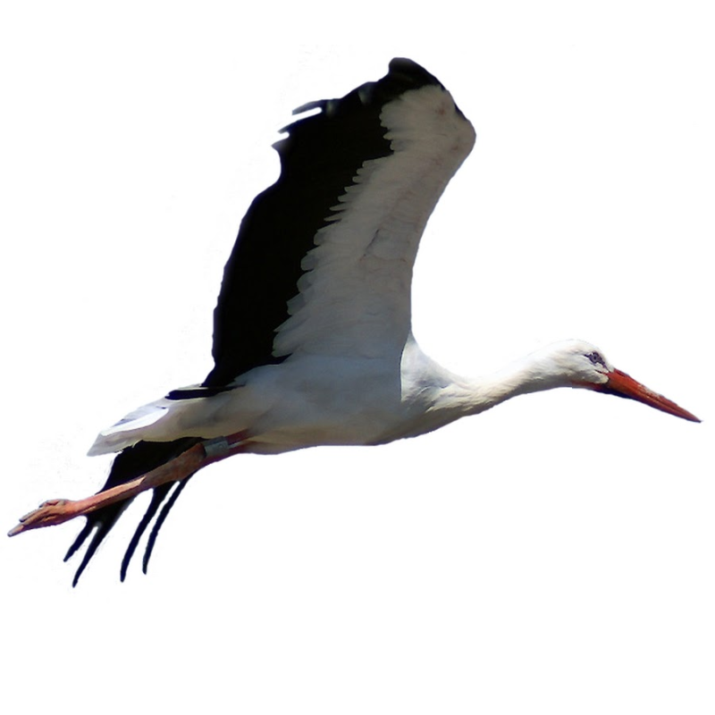 Аист Перелетная птица