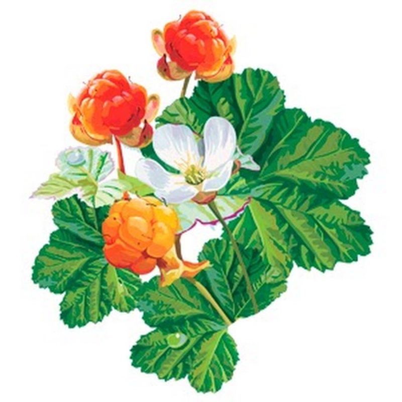 Морошка Ботаническая иллюстрация