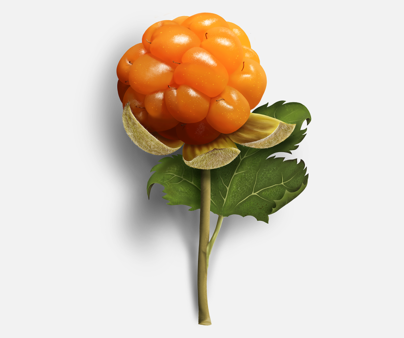 Морошка (Rubus chamaemorus)