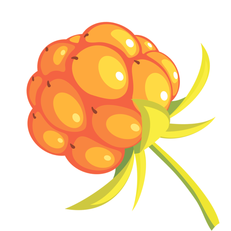 Морошка ягода на белом фоне