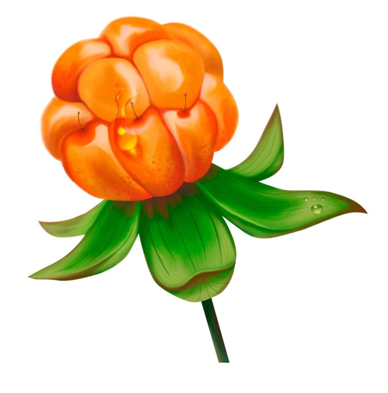 Морошка ягода