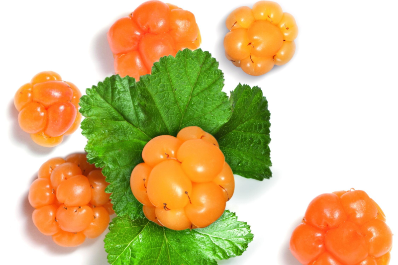 Выращивание морошки