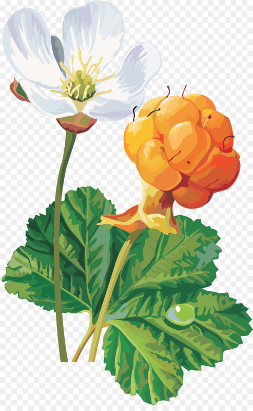 Морошка ботаника