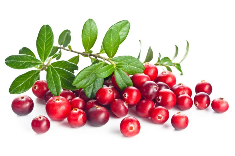 Клюква и брусника на белом фоне