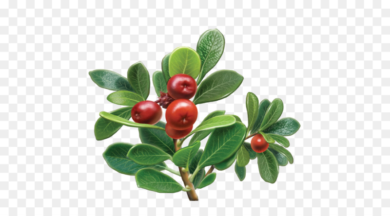 Арктическая толокнянка