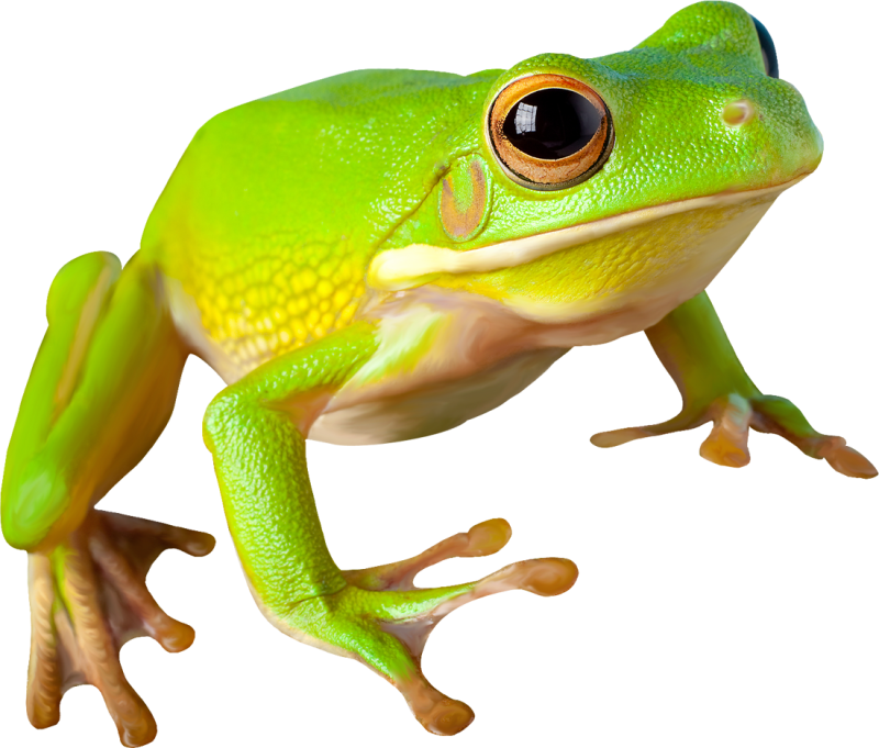 Бесхвостые земноводные