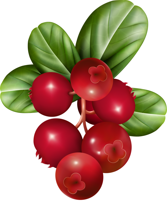 Cowberry брусника