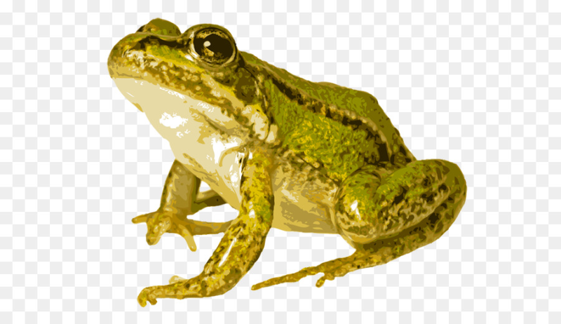 Лягушка для презентации