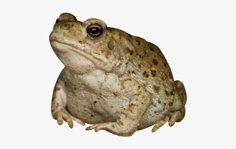 Земноводные на белом фоне