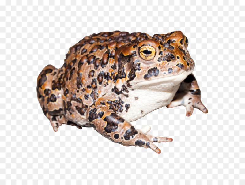 Земноводные на белом фоне