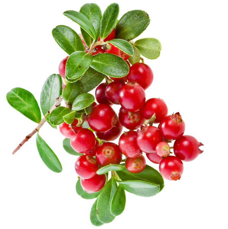 Клюква куст