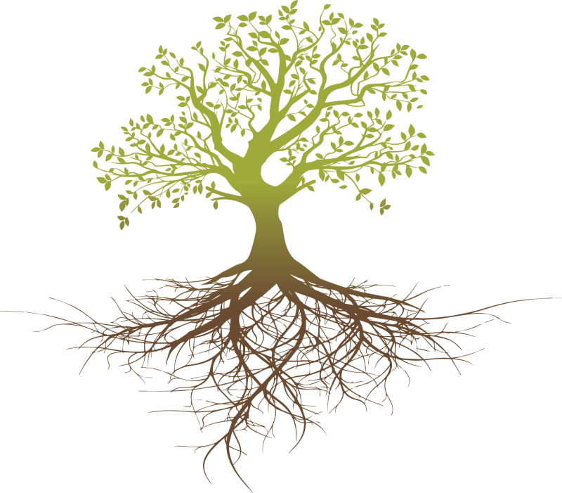Красивое дерево с корнями