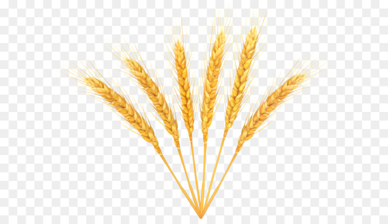 Пшеничный колосок