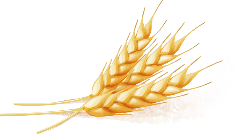 Колосок вектор