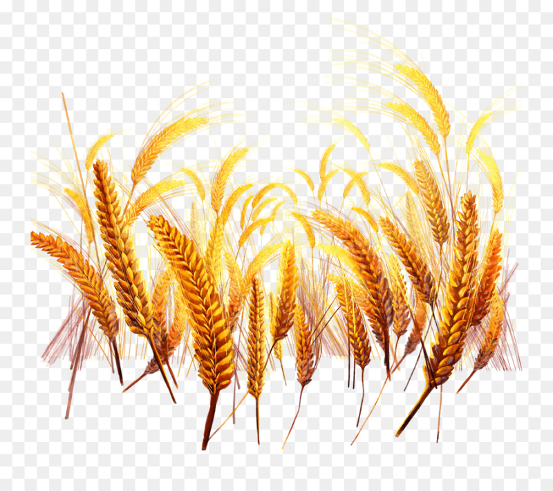 Колосок вектор