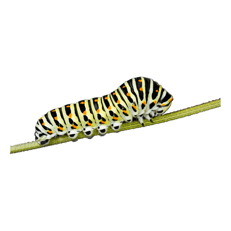 Белая гусеница