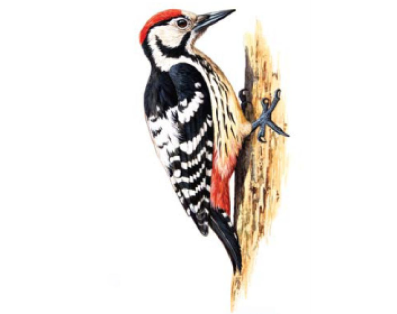 Дятел для детей