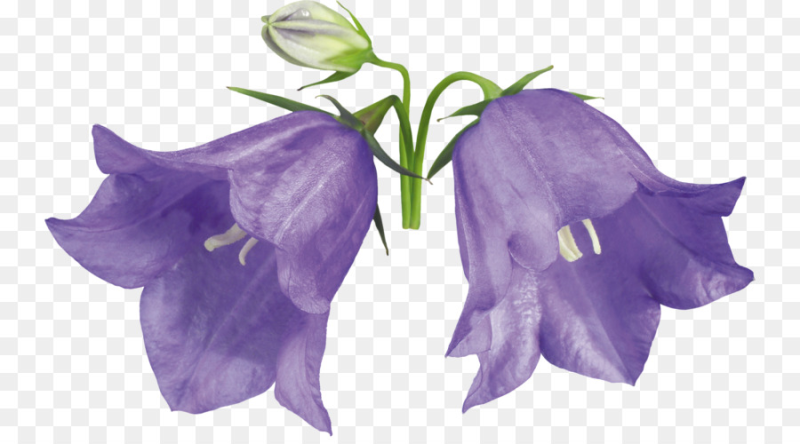 Колокольчик Campanula Collina
