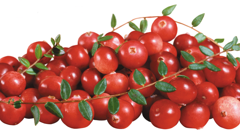 Ветка брусники