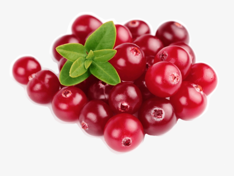 Брусника на белом фоне