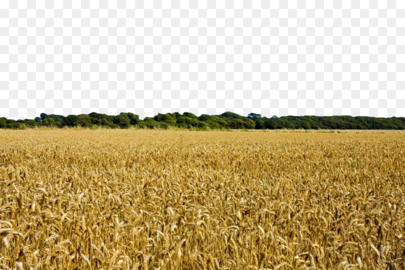 Поле пшеницы