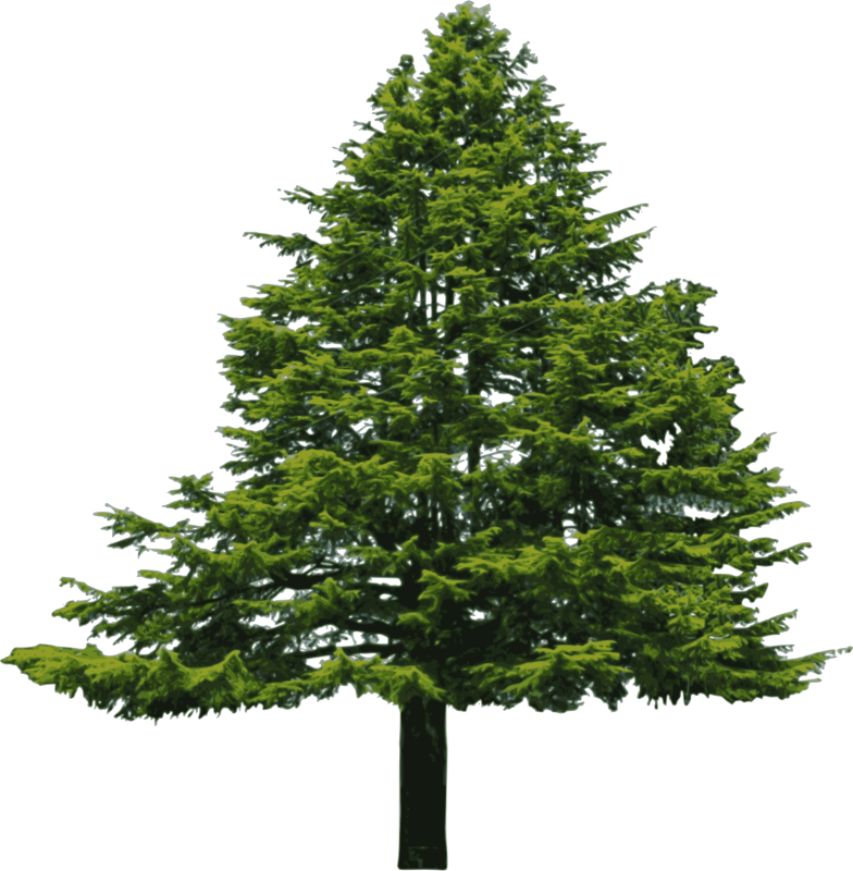 Пихта на белом фоне