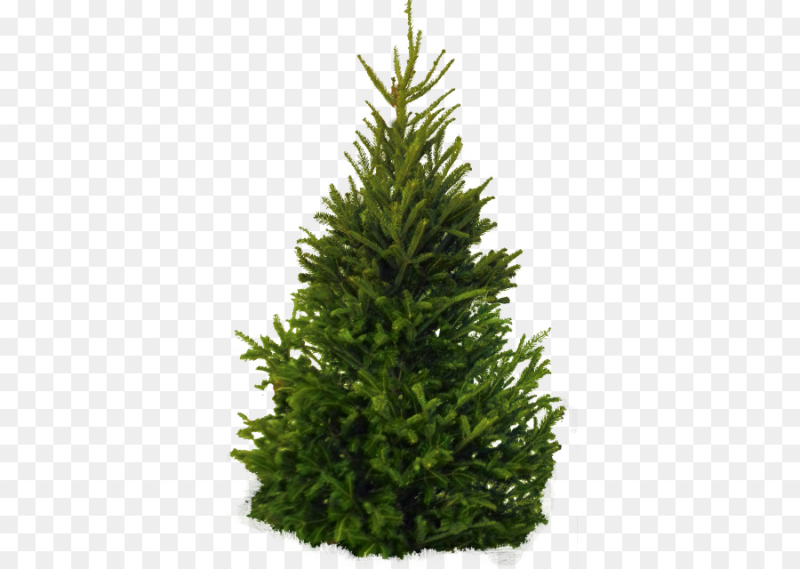 Пихта Сибирская на белом фоне