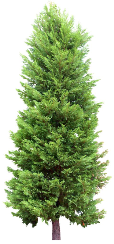 Спрус – канадская черная ель