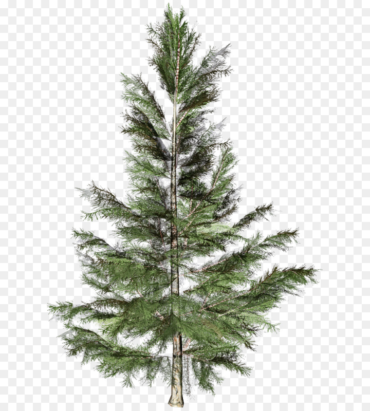 Ель на белом фоне