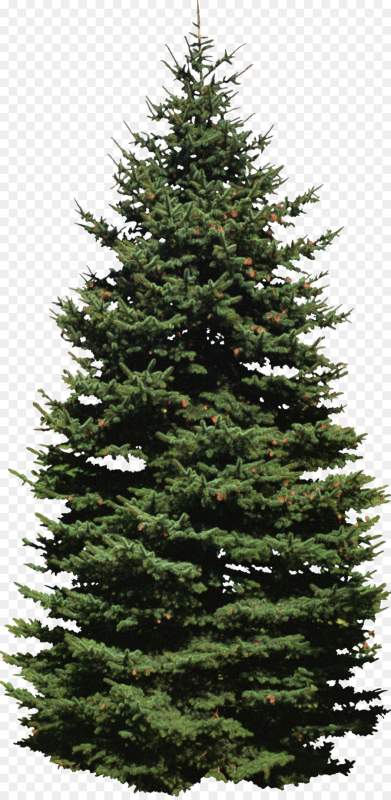 Елка дерево елка