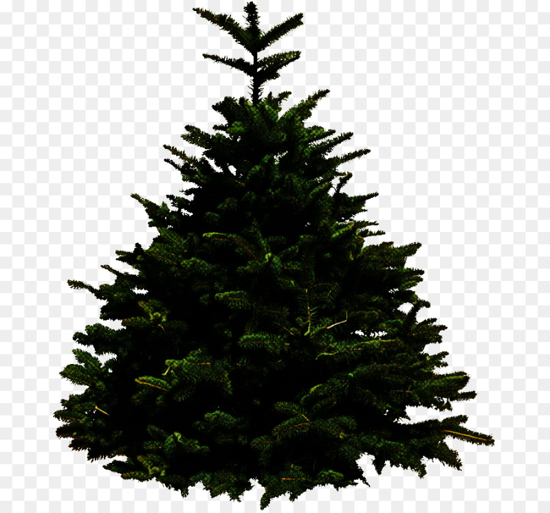 Живая елка на прозрачном фоне