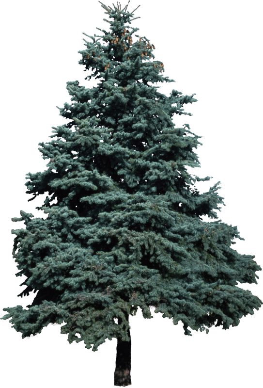 Ель на прозрачном фоне