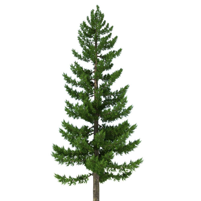 Пихта Сибирская на белом фоне