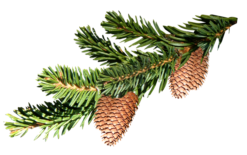 Веточки хвойники шишки