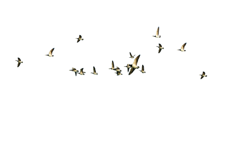 Птицы анимация