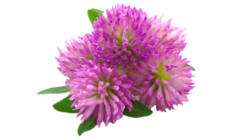 Клевер Луговой лекарственные