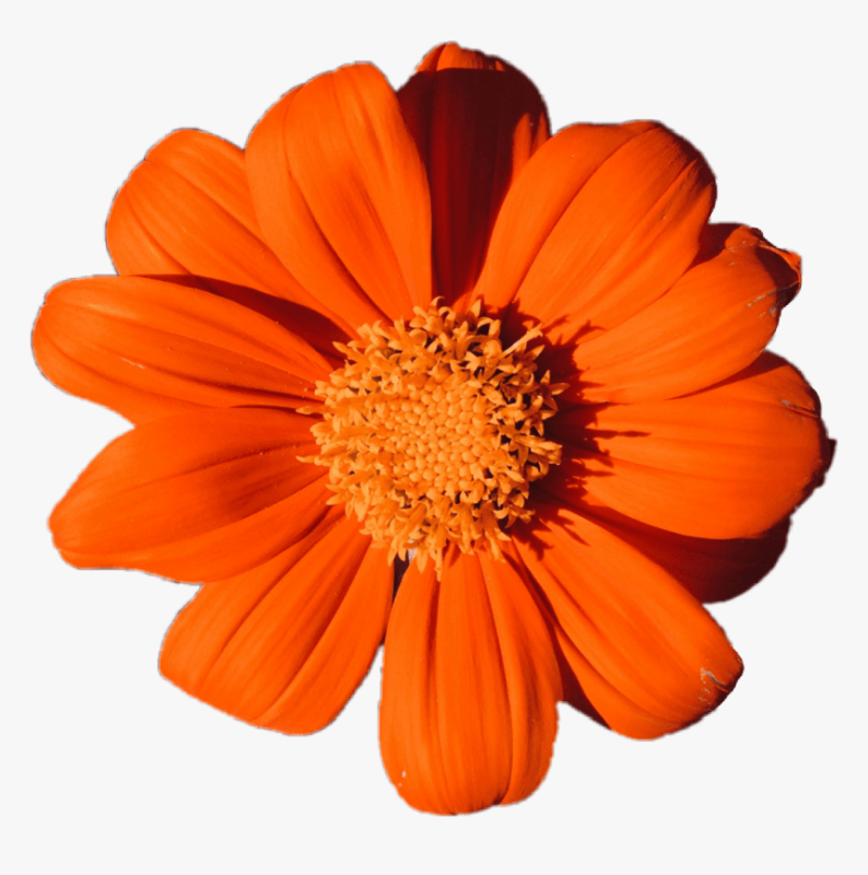 Оранжевые цветы