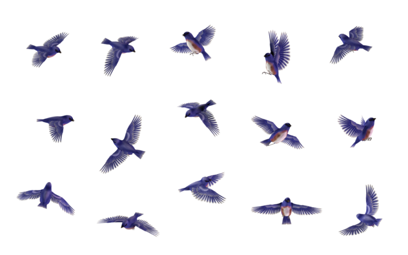 Несколько птиц на белом фоне