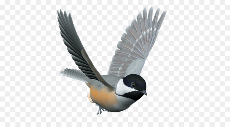 Птица в полете без фона