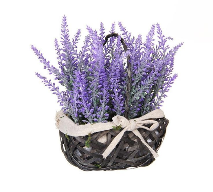 Лаванда шерстистая