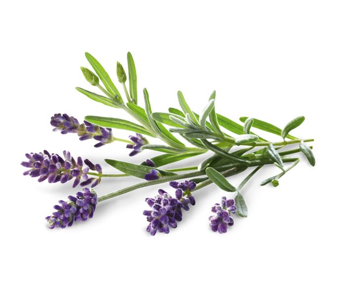 Лаванда узколистная на белом фоне