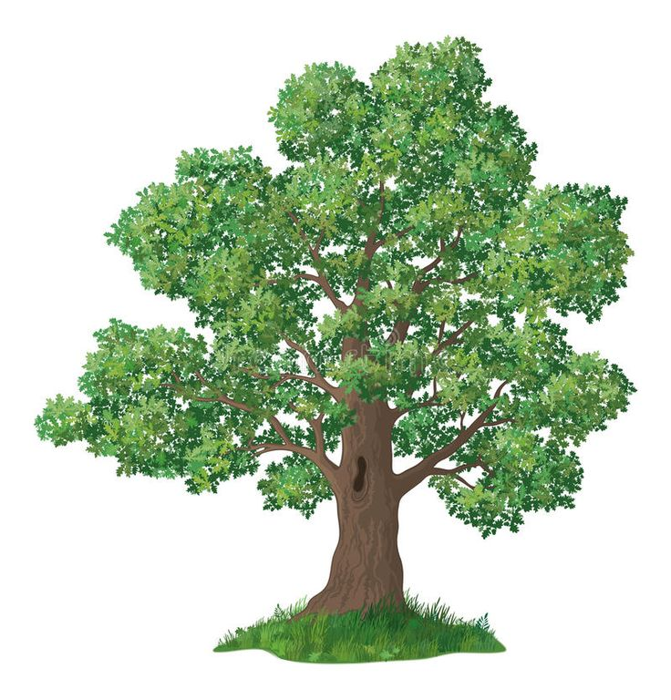 Дуб на прозрачном фоне