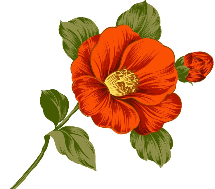 Нарисовать цветы