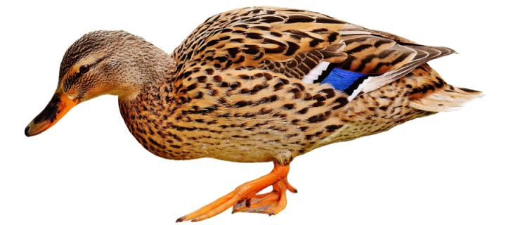 Домашние птицы утка