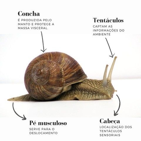 Моллюски Виноградная улитка