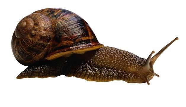 Улитка прудовик