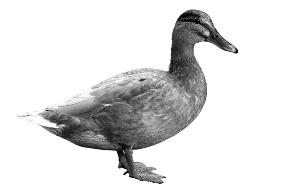 Утка на белом фоне